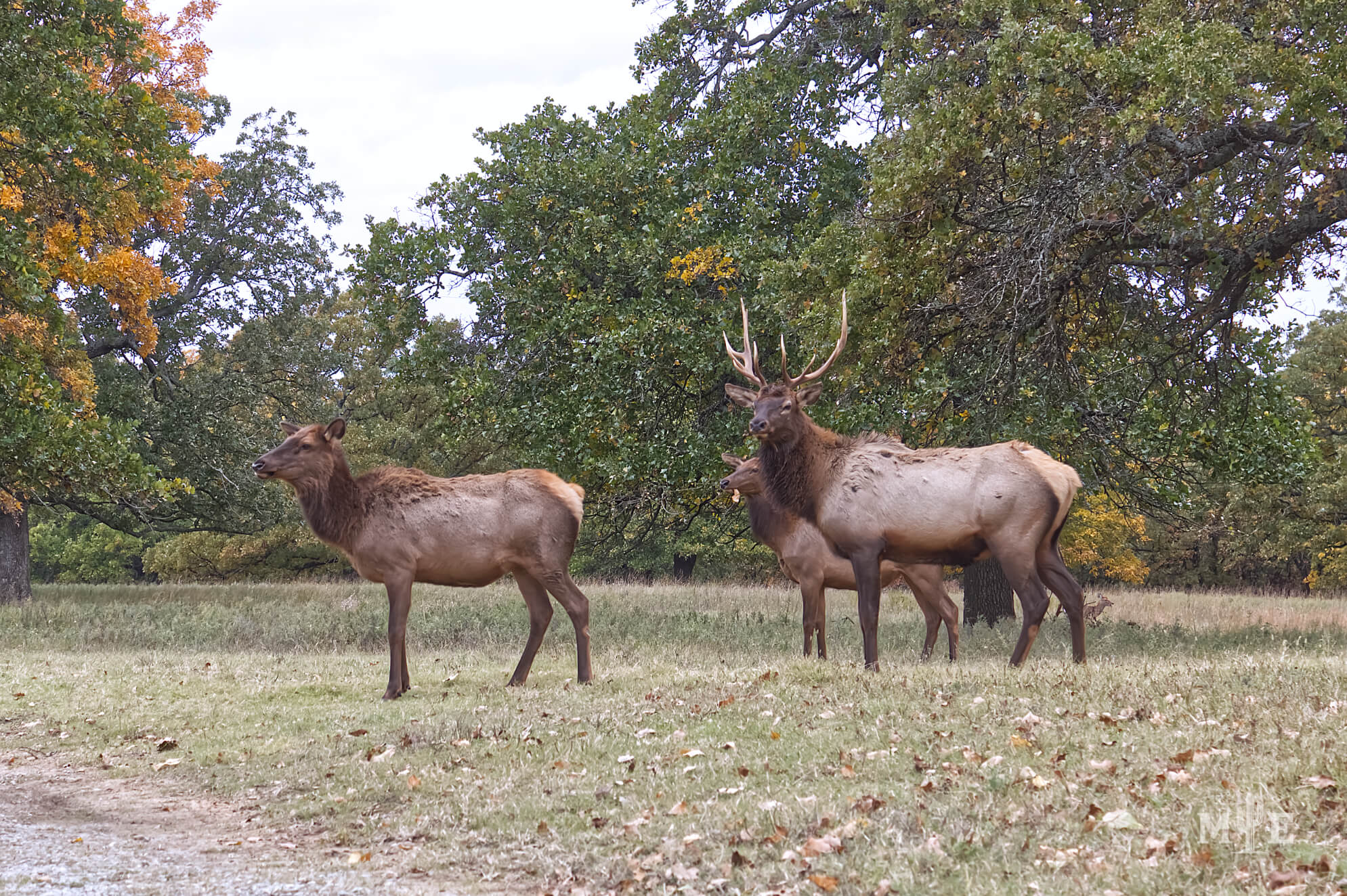 Wildlife Presence – Elk 5