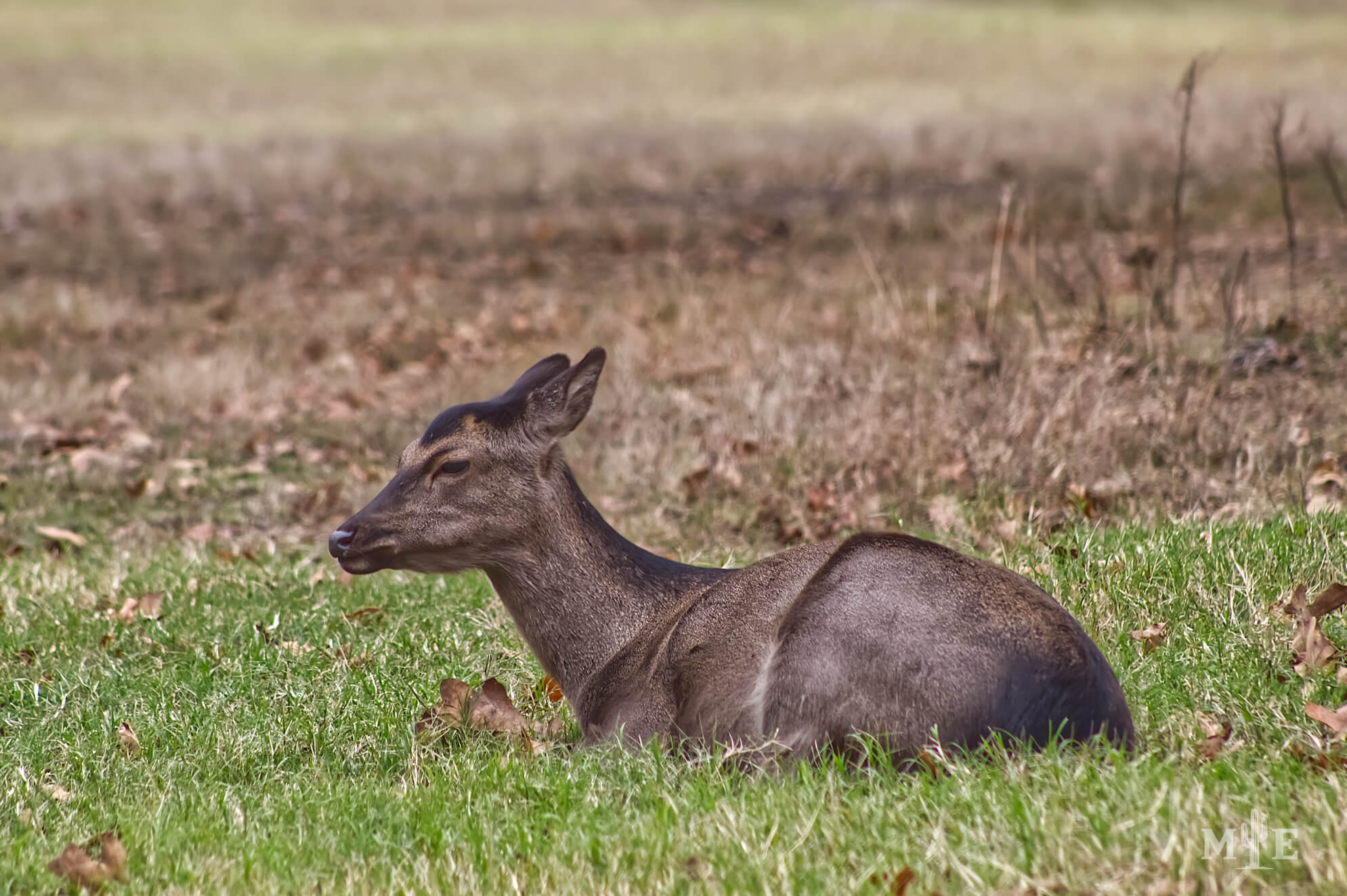 Wildlife Presence 0192
