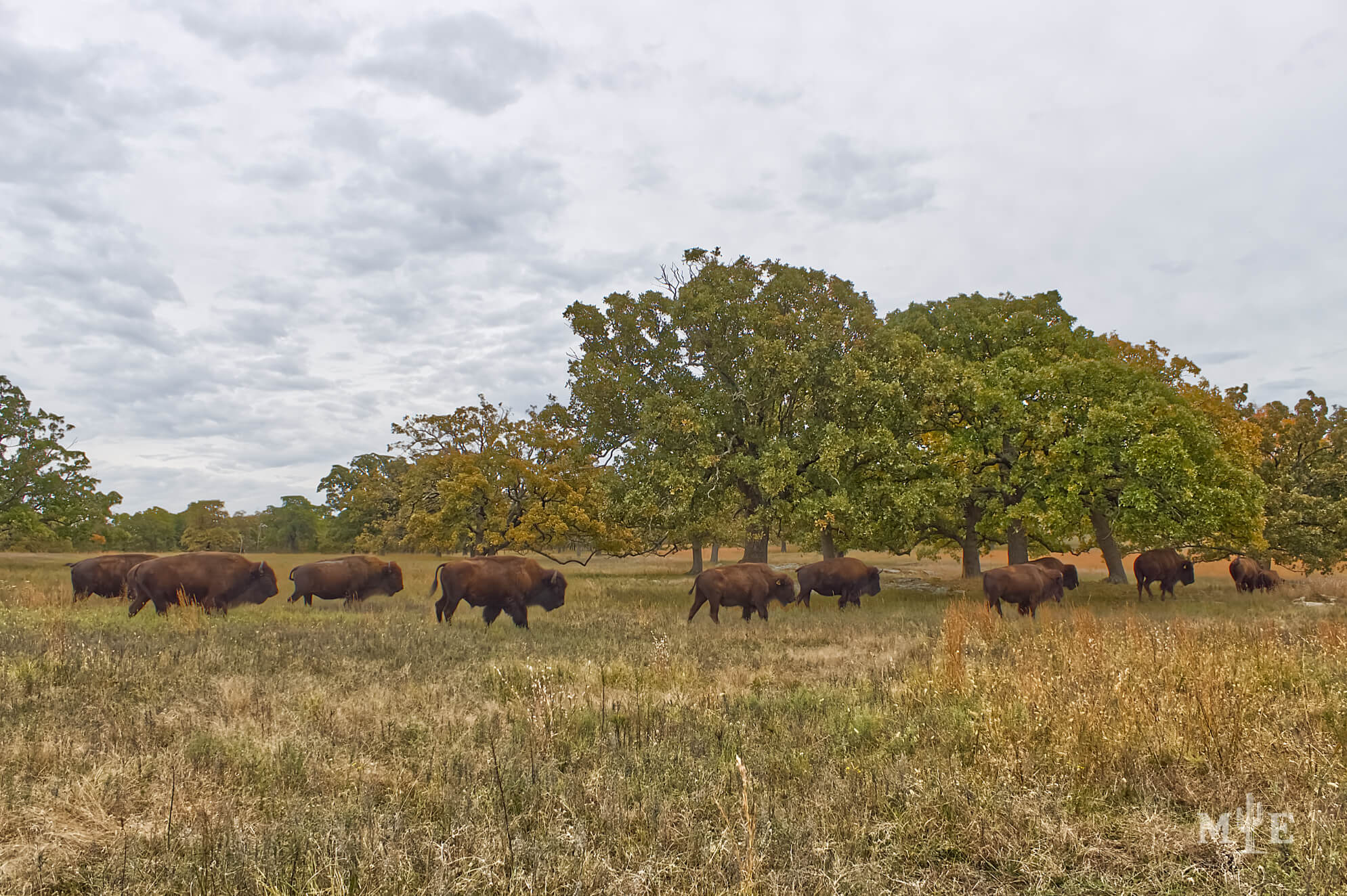 Wildlife Presence 0214