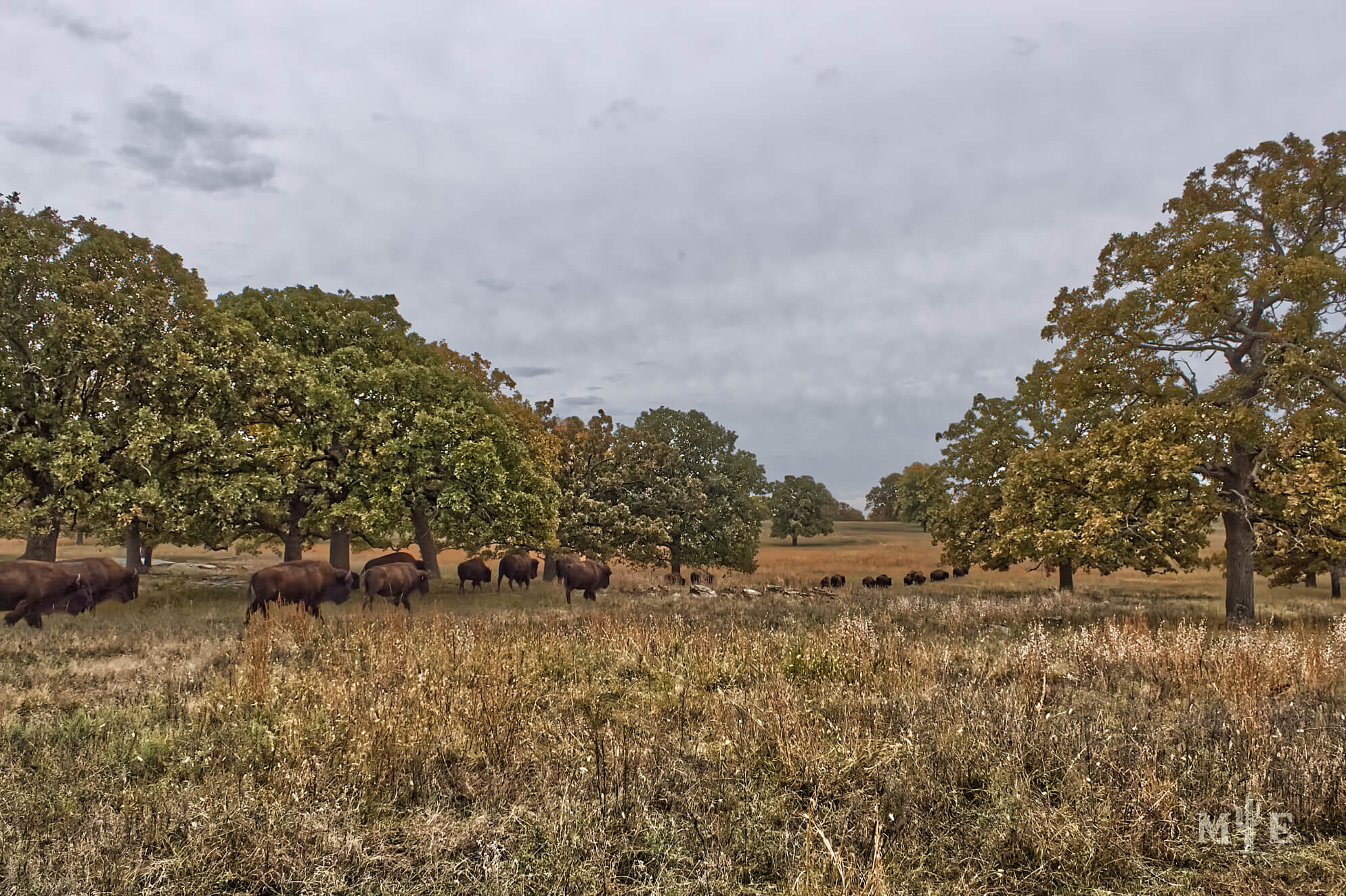 Wildlife Presence 0215