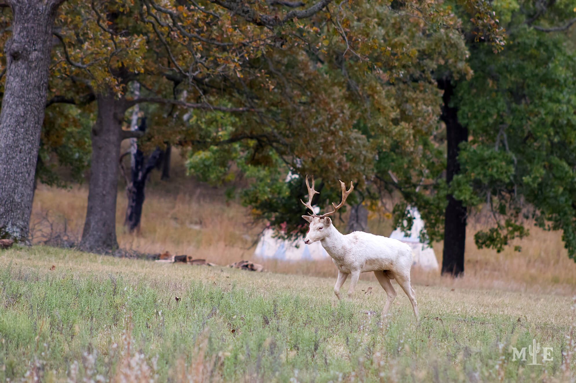 Wildlife Presence 0227