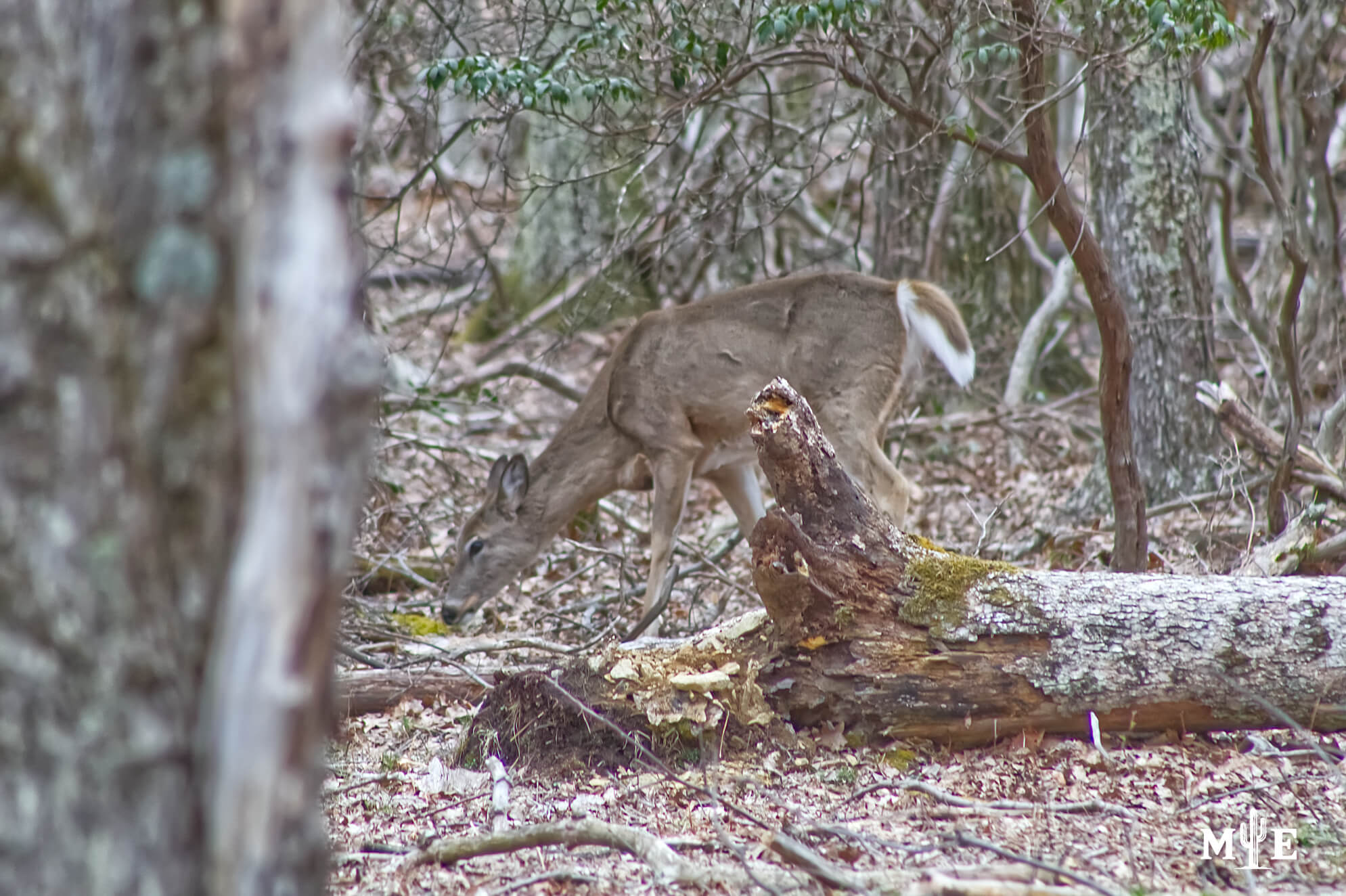 Wildlife Presence 0654