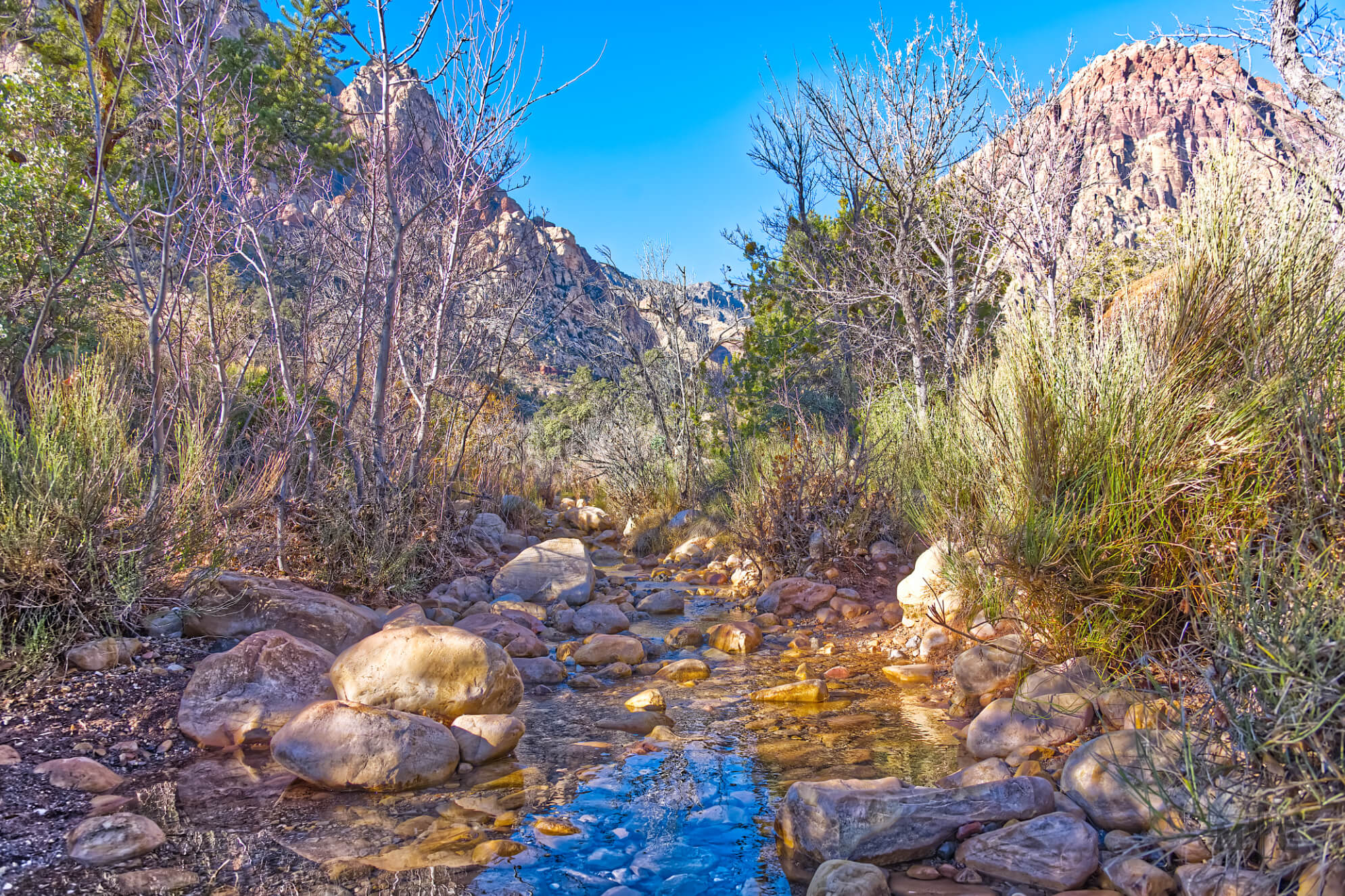 Nature Photography