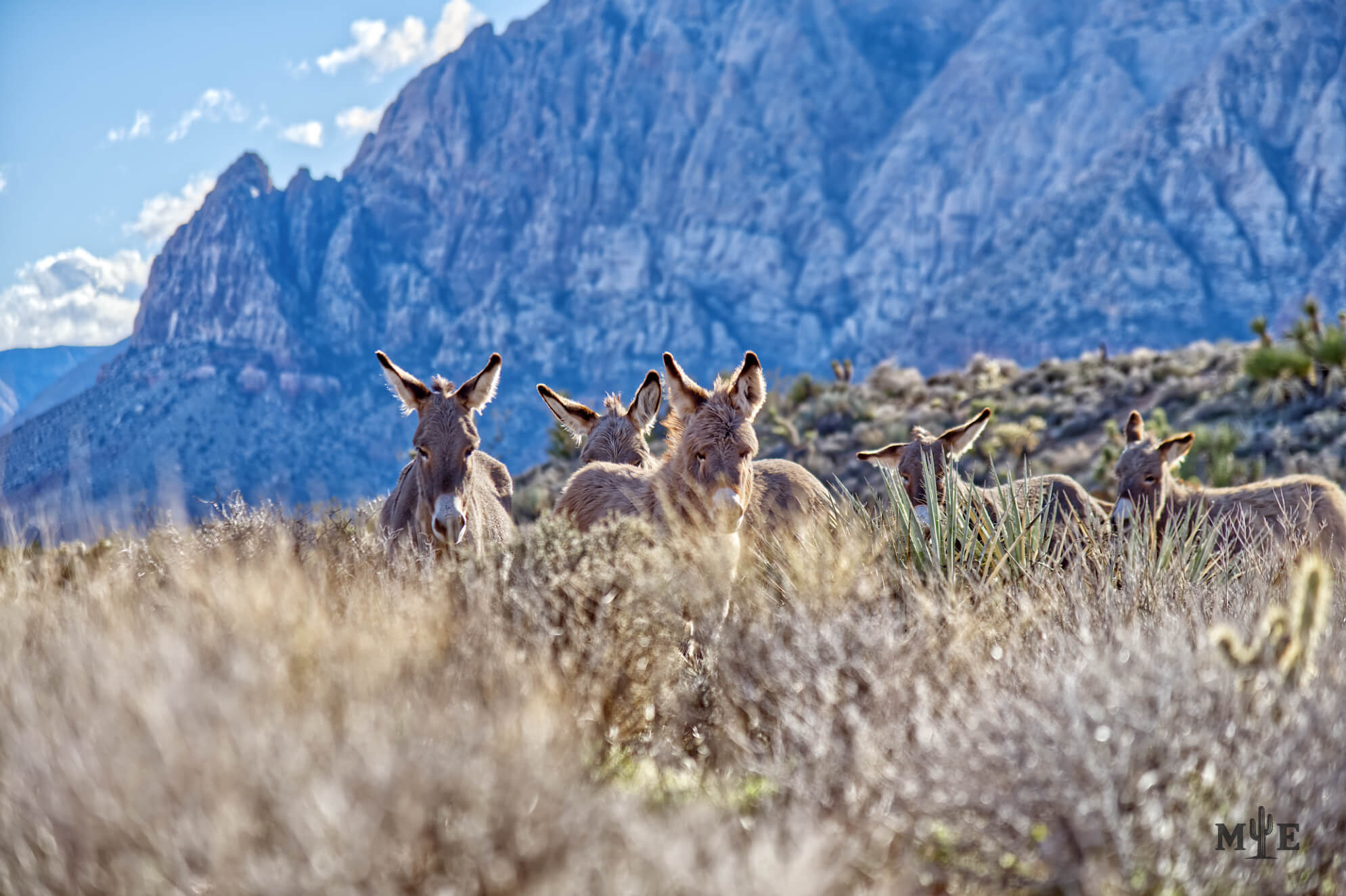 Red Rock Canyon Burros