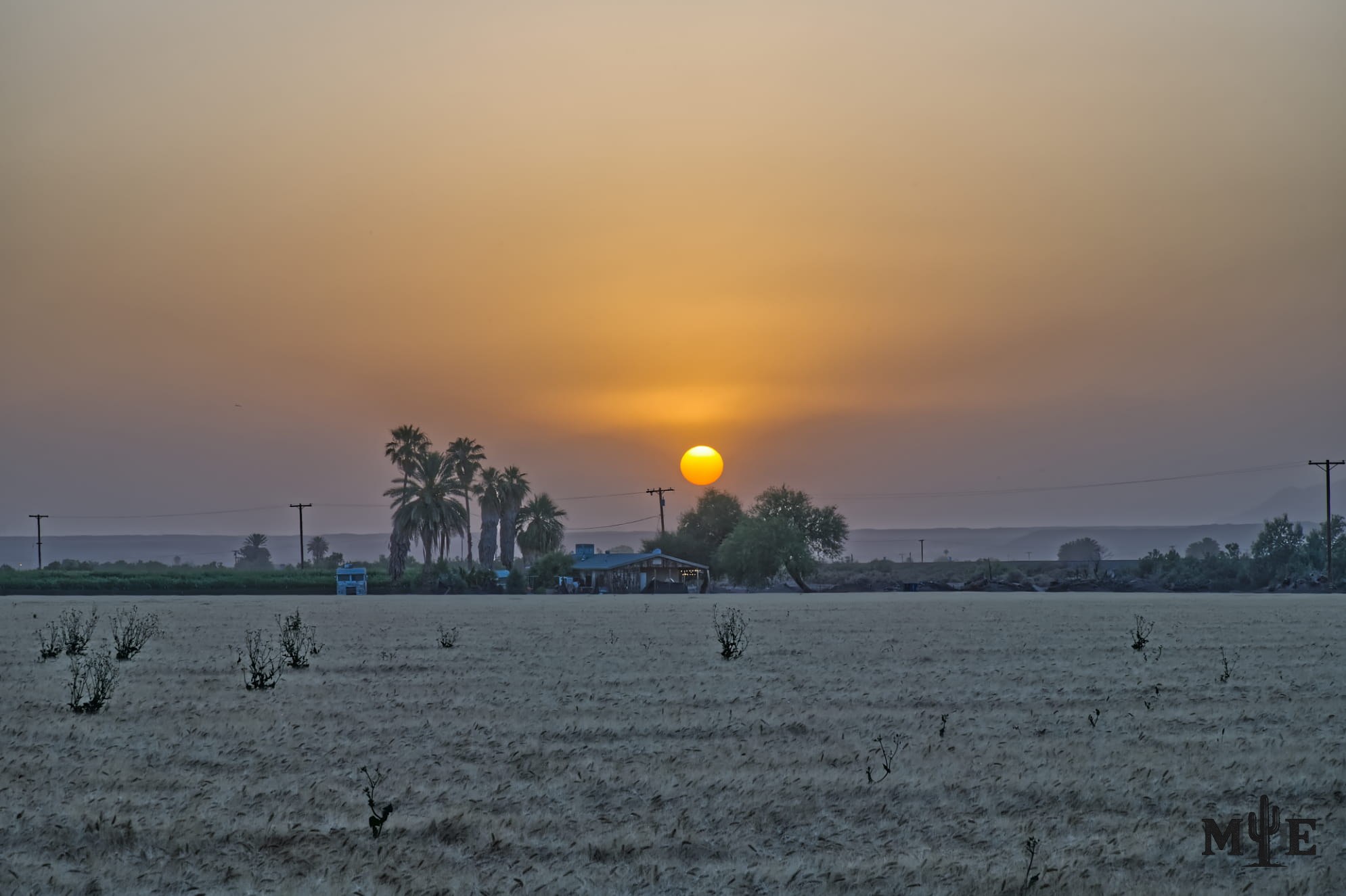 Sunset illuminating through a cloudy sky over a dense field of crops. Trees and homestead in the distant center.