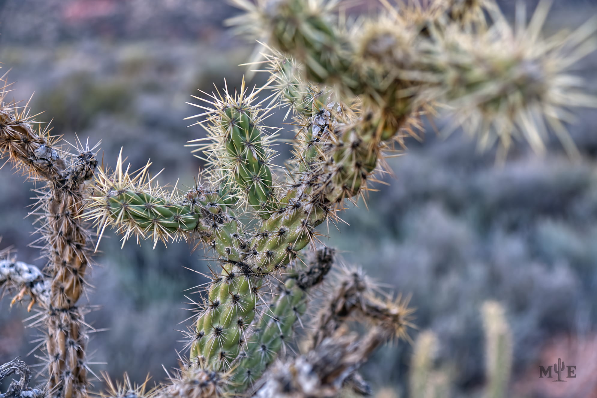 Prickly cactus macro photograph with blurred Mohave Desert landscape in the background.