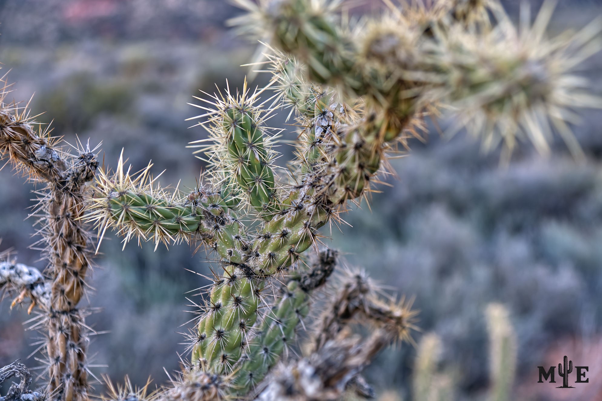 Macro photograph of a densely spined cholla cactus with the Mojave Desert softly blurred in the background.