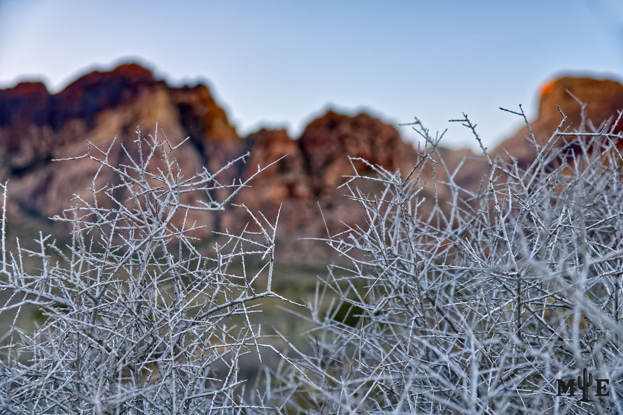 Dried brush with Red Rock Canyon Las Vegas blurred in the background under a blueish-grey sky.
