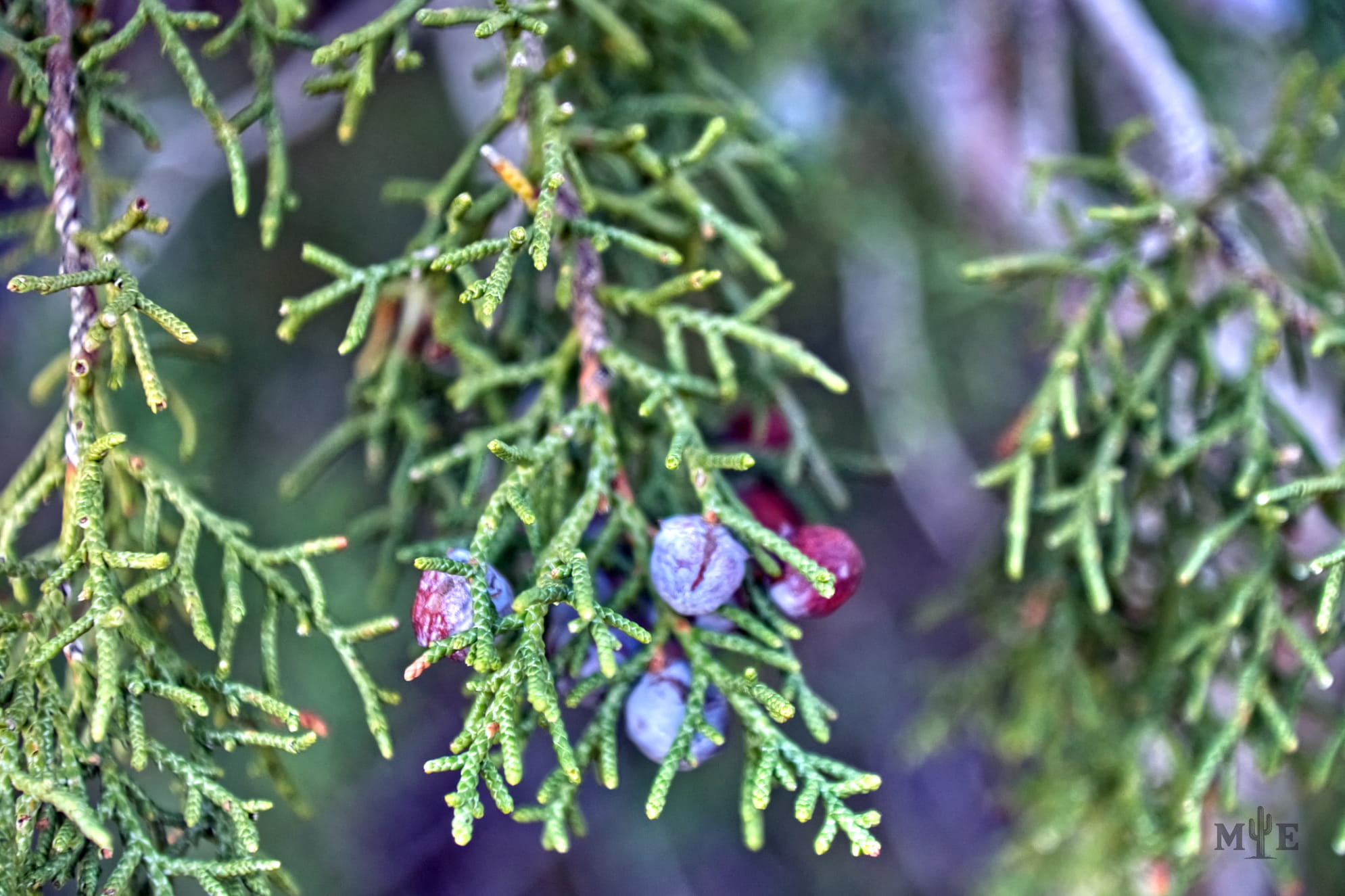 Close up of juniper betteries and native branches with blurred background.