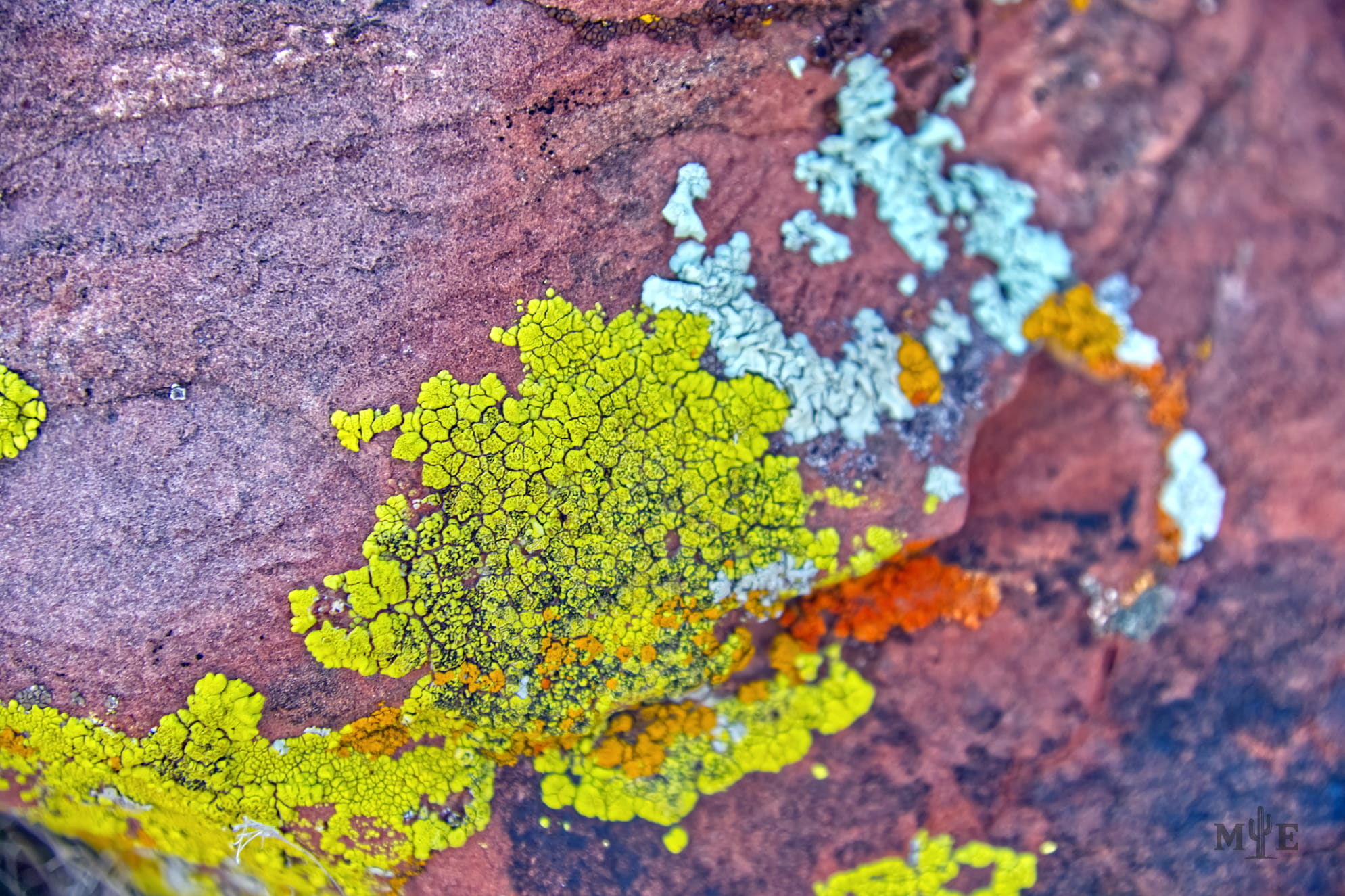 Close up of light green and turqoise-blue lichen on pinkish red rock. Various other colors on making it an abstract rockface.