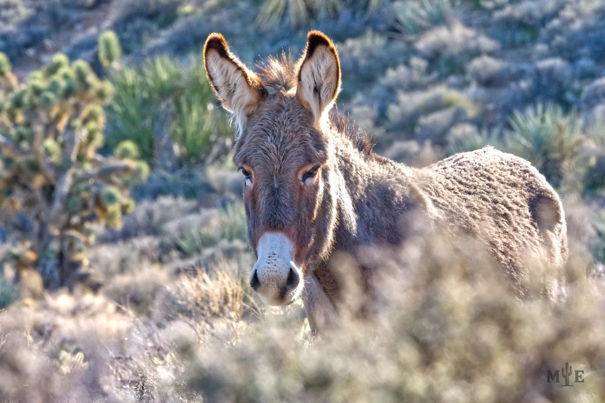 Close up of a lone, wild burro in the Mohave Desert. Dense folliage surrounding the animal.