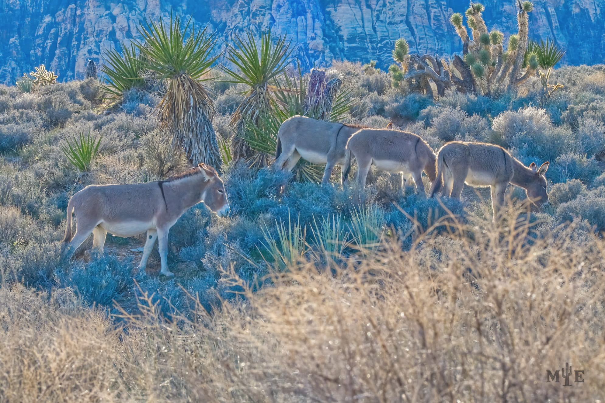 Four wild burros graze peacefully in Red Rock Canyon Las Vegas. Wilderness environment with dense flora and fauna.