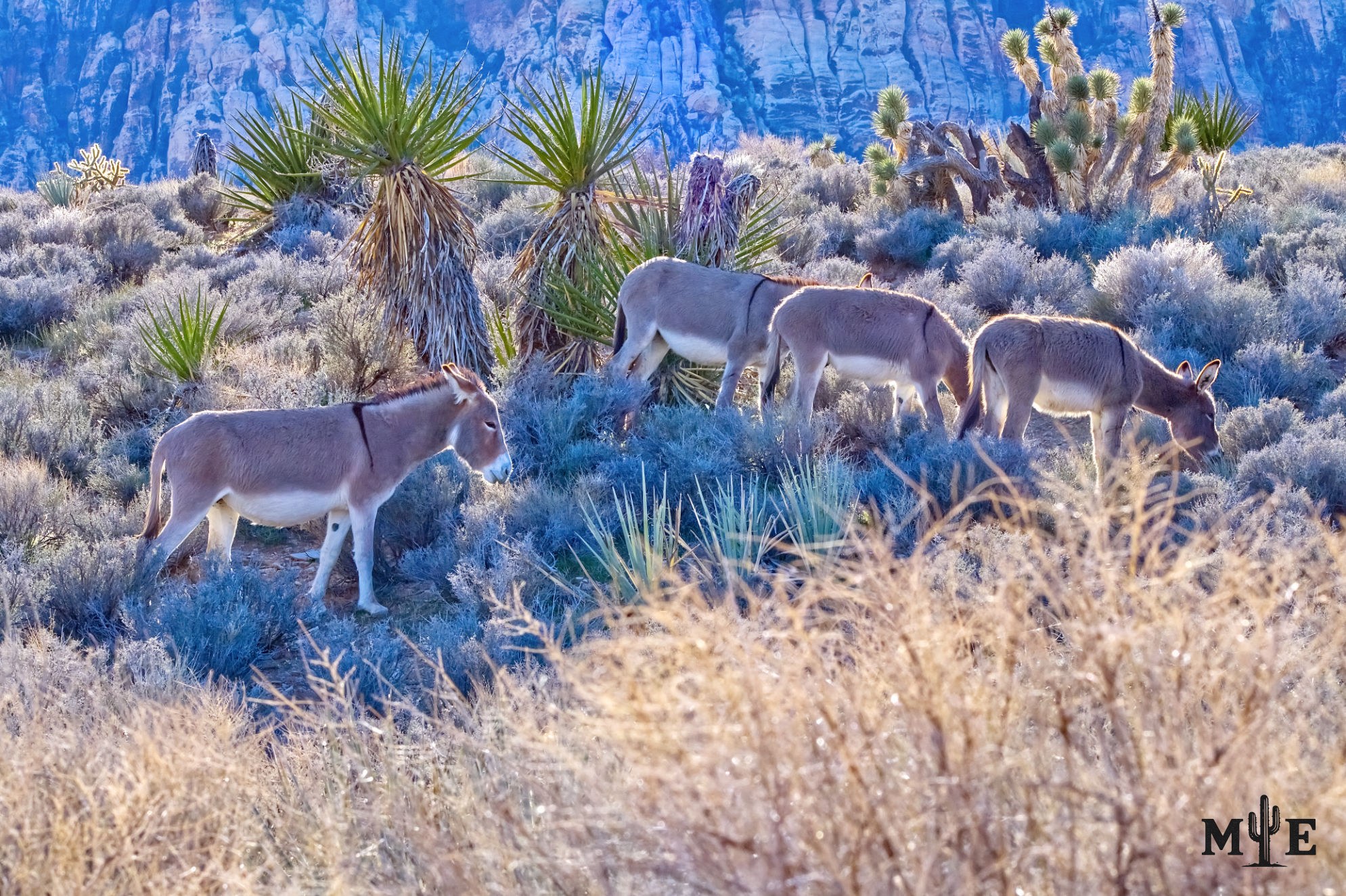 Four wild burros grazing in Red Rock Canyon amid dense desert vegetation and the rugged Southern Nevada wilderness.