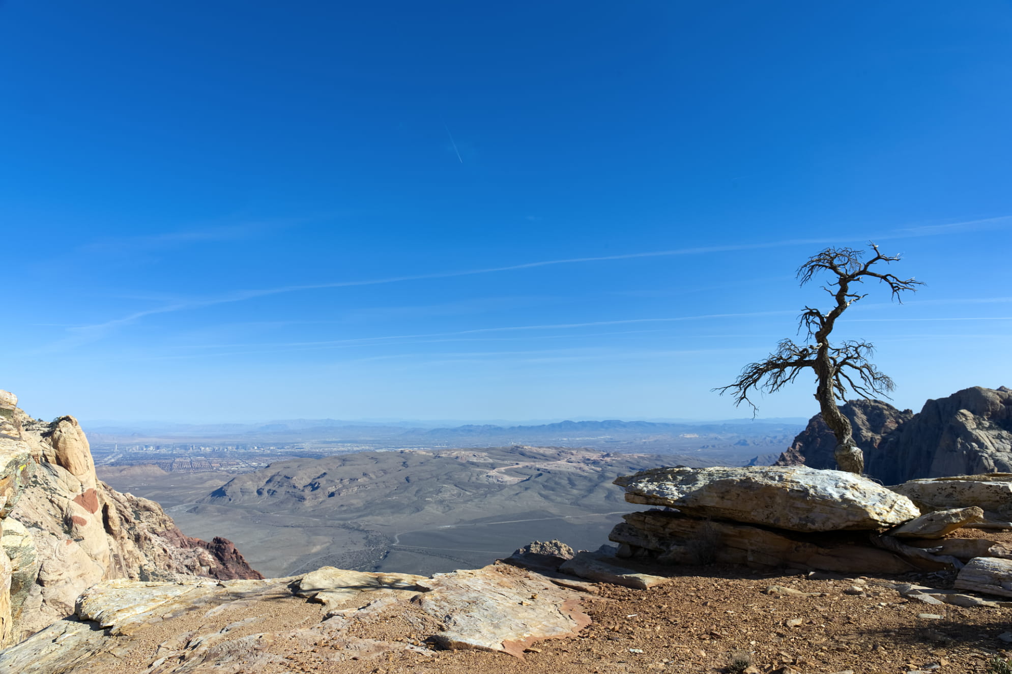 Lone tree standing admist a huge 3,000 plus foot cliff. Rugged wilderness edge and gorgeous view of the valley below.
