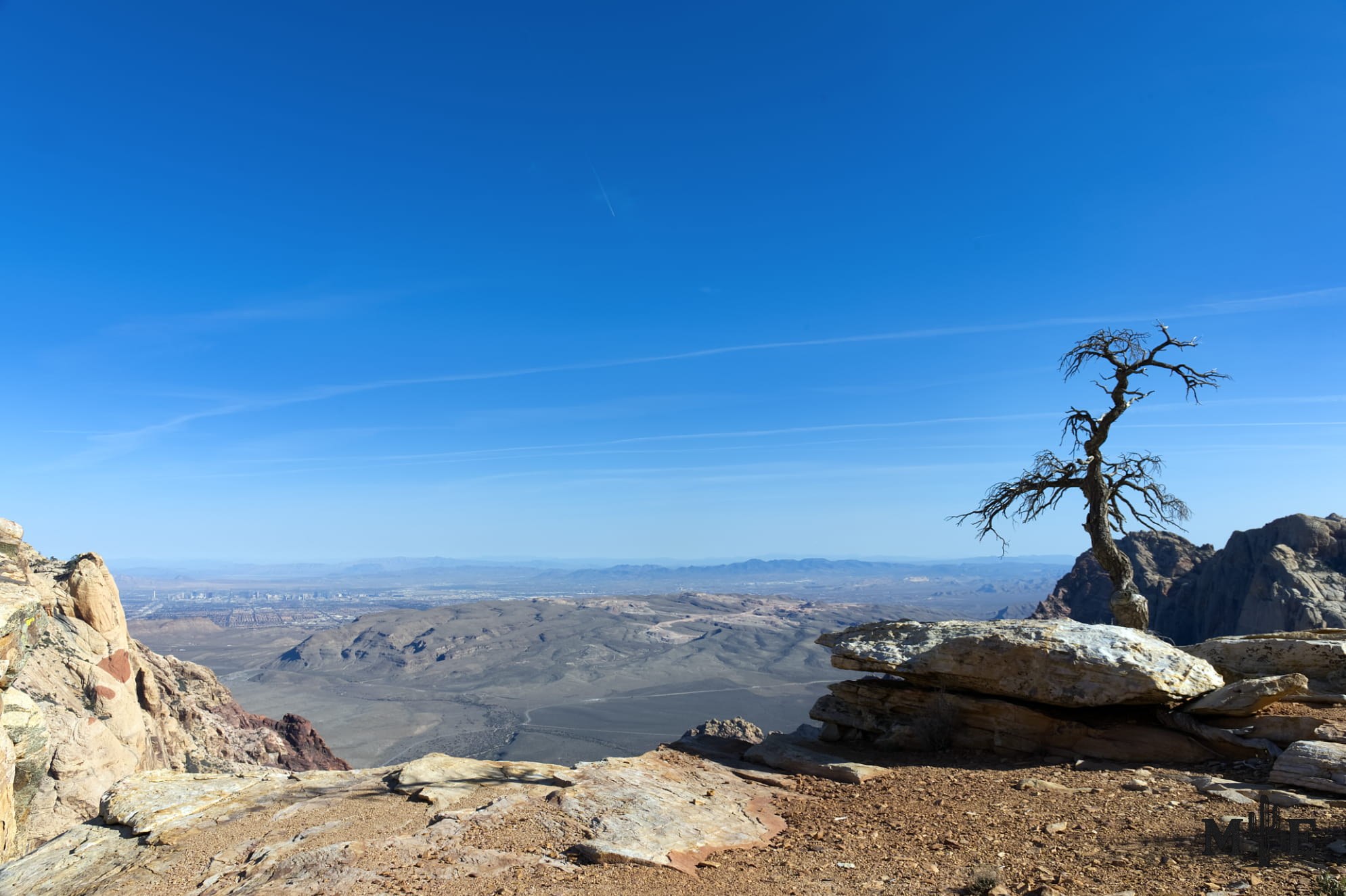 A lone tree beside an immense cliff rising more than 3,000 feet above rugged wilderness and a broad valley view.