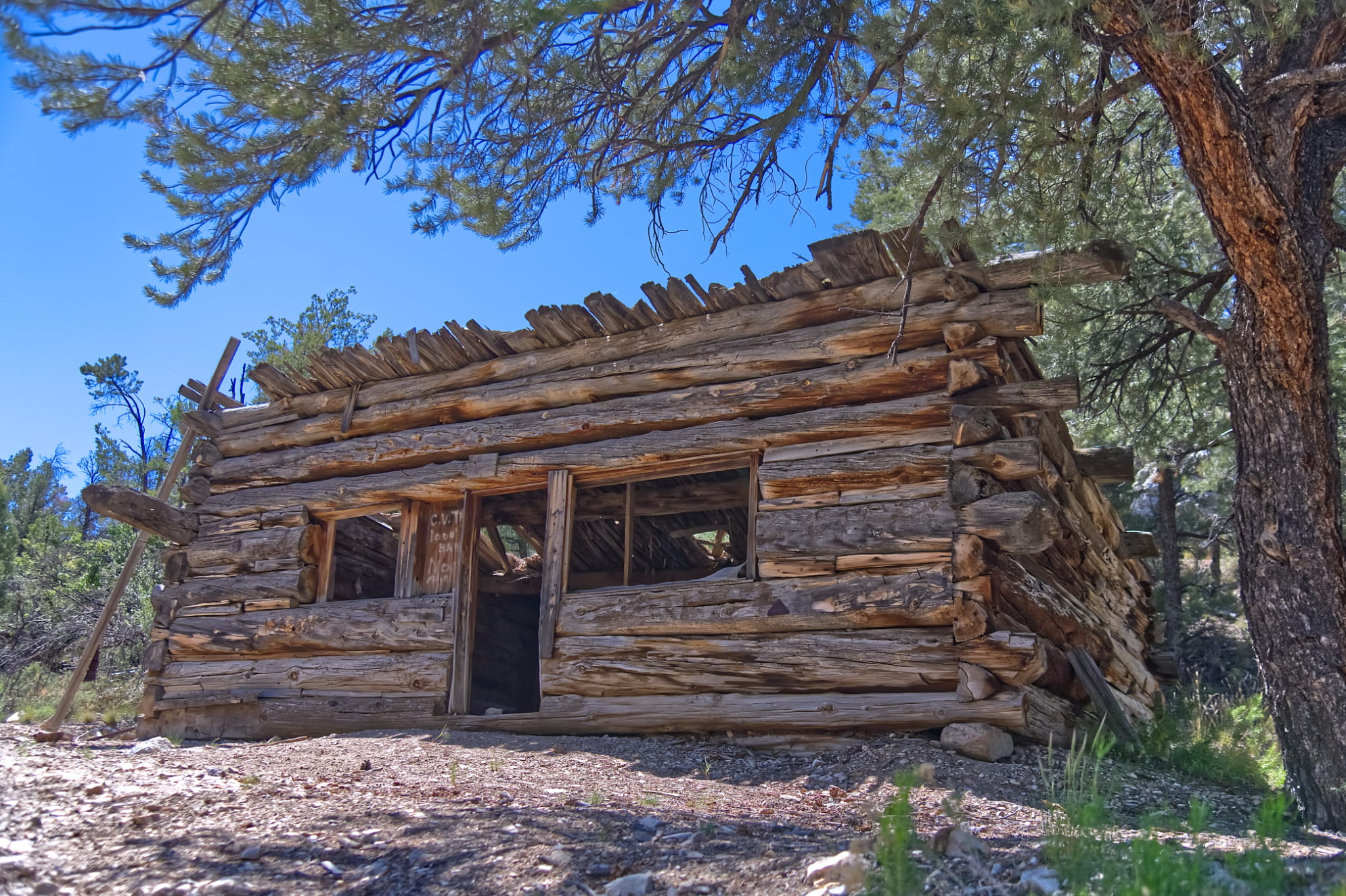 Historic log cabin in the middle of the Basin and Range National Monument. Close up with tree over hanging.