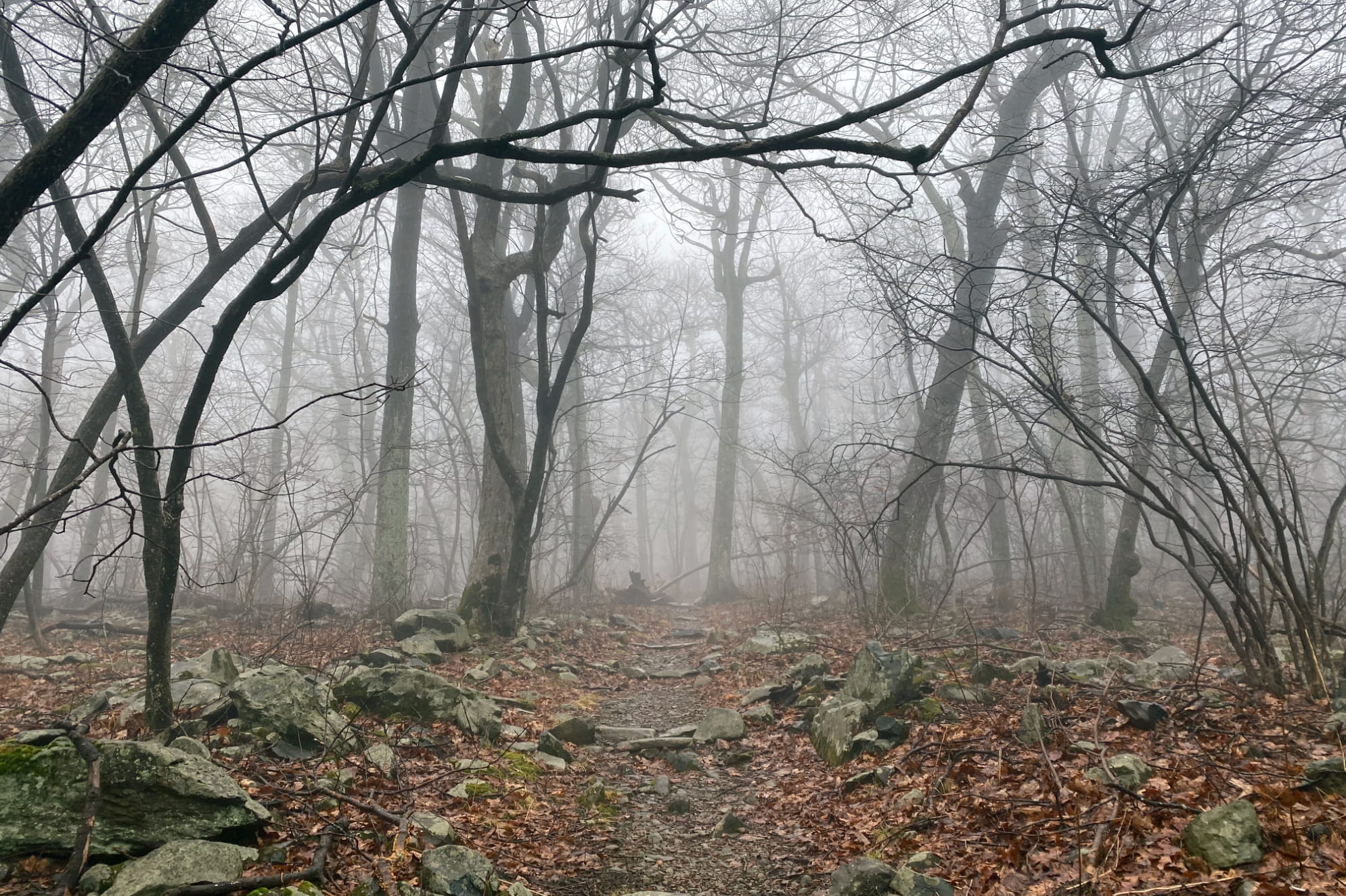 Eerie photograph of Shenandoah National Park with foggy woods and an array of colored leaves and bare tree branches.