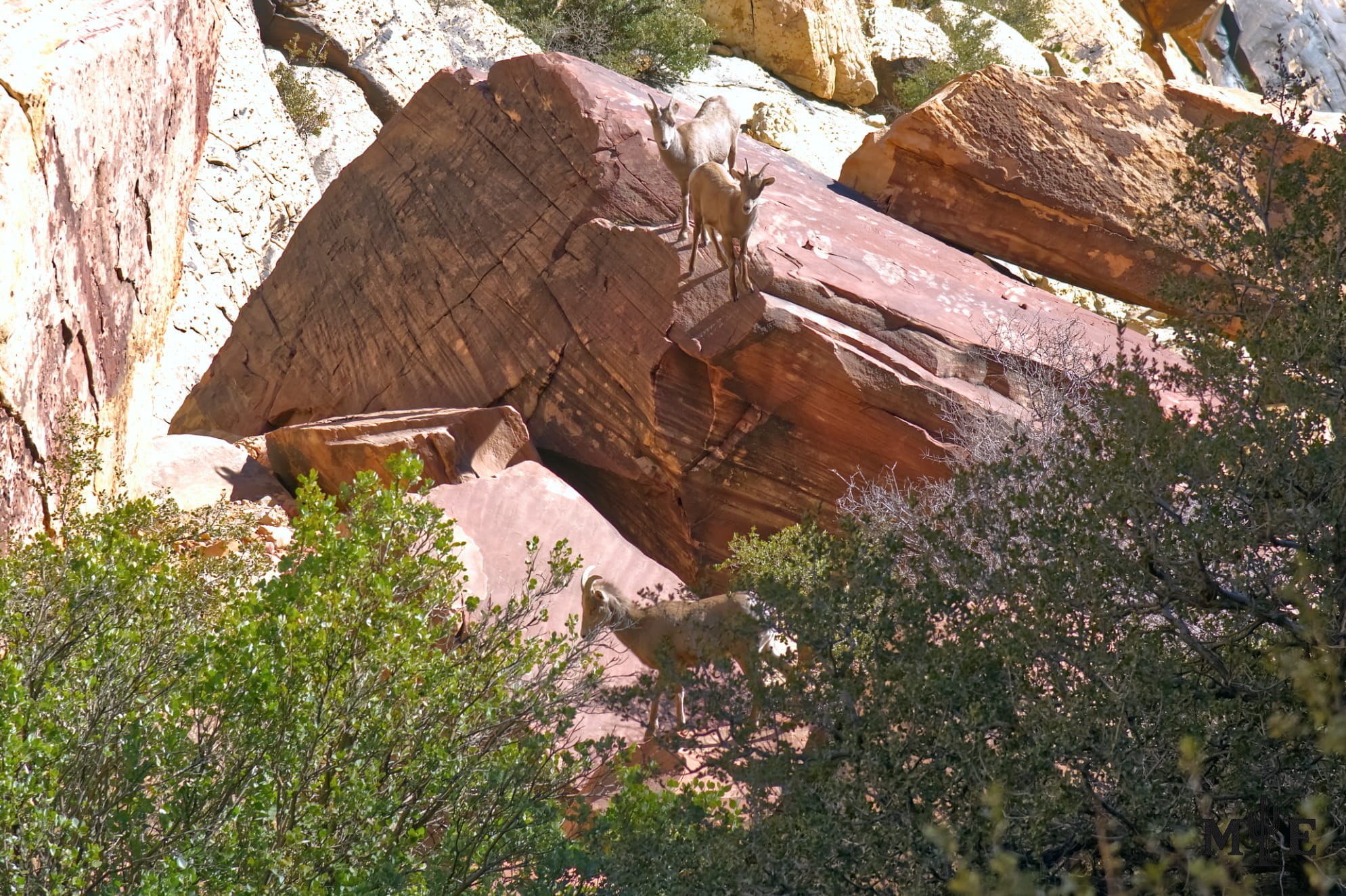 Three desert bighorn sheep in rugged Red Rock Canyon terrain along the route toward Mount Wilson west of Las Vegas.