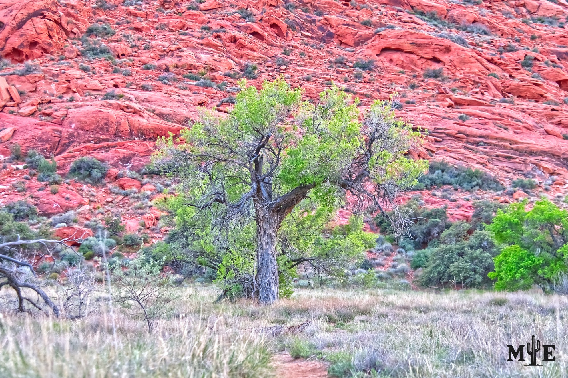 Ash tree in a Mojave Desert environment with a vibrant red rock sandstone mountain behind.