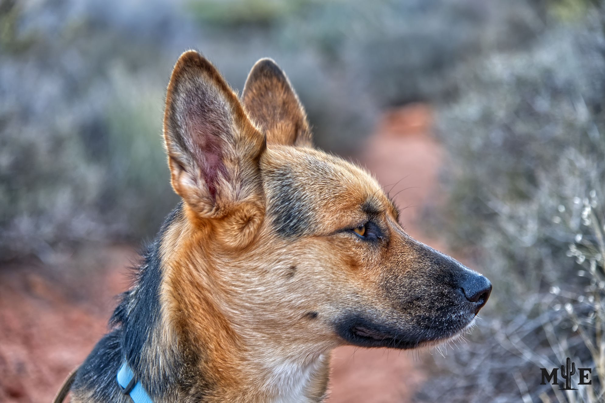 Belgian Malinois in profile with a desert trail softly out of focus in the background.