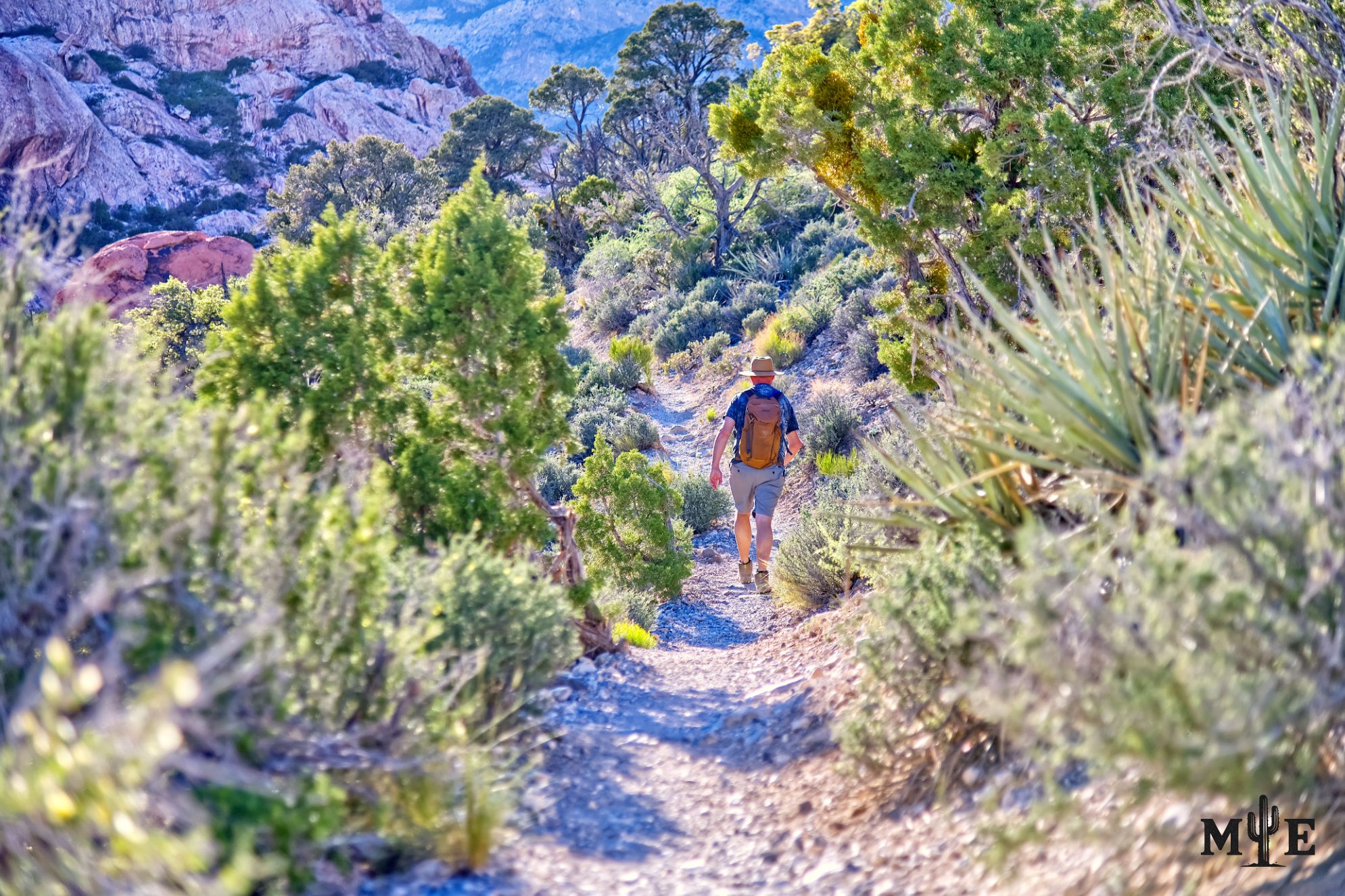 A lone hiker walking a clearly defined Las Vegas desert trail through dense vegetation with mountains rising beyond.