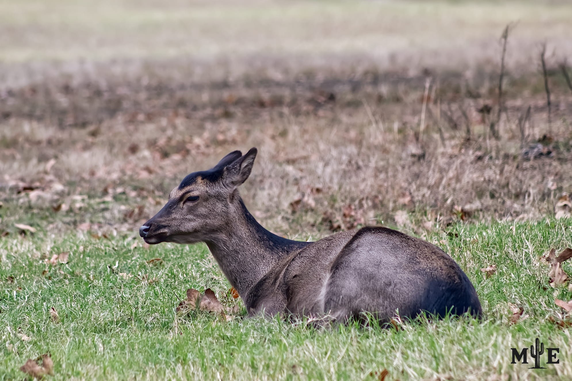 Close portrait of a resting sika deer on quiet grass, showing fine detail in its face, coat and relaxed posture.