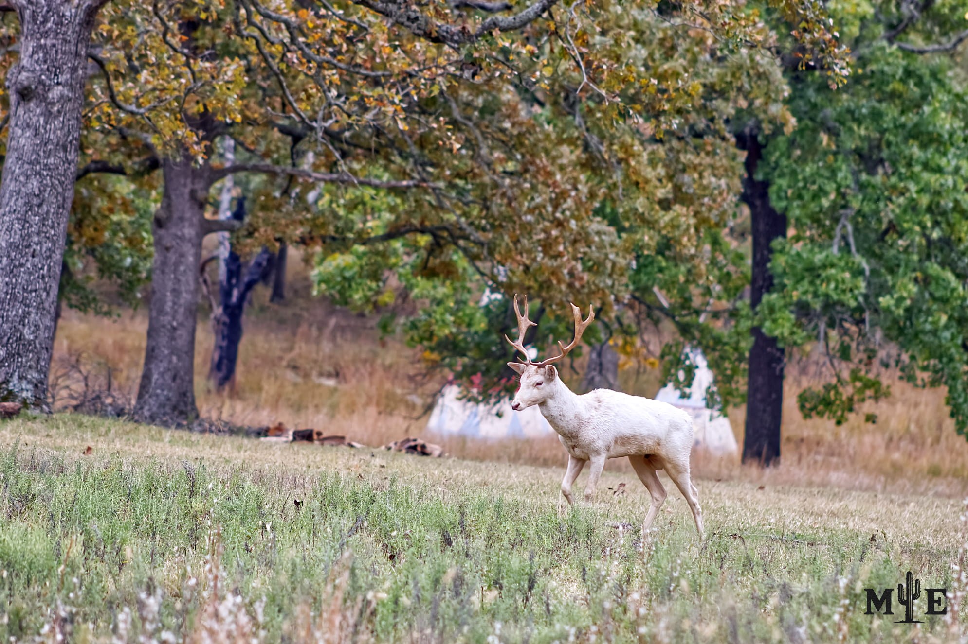 White deer moving slowly through a quiet prairie with a teepee in the background and open grassland surrounding the animal.