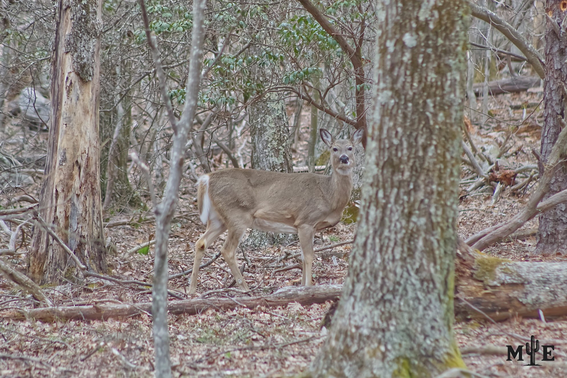 Deer in dense forest environment looking straight at the camera appearing to be caught off guard.