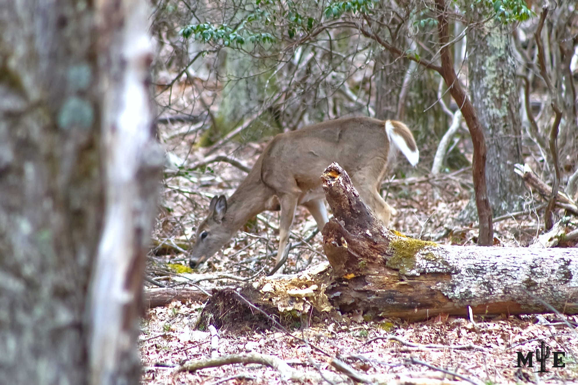 Peaceful deer exploring the ground among a dense forest environment.