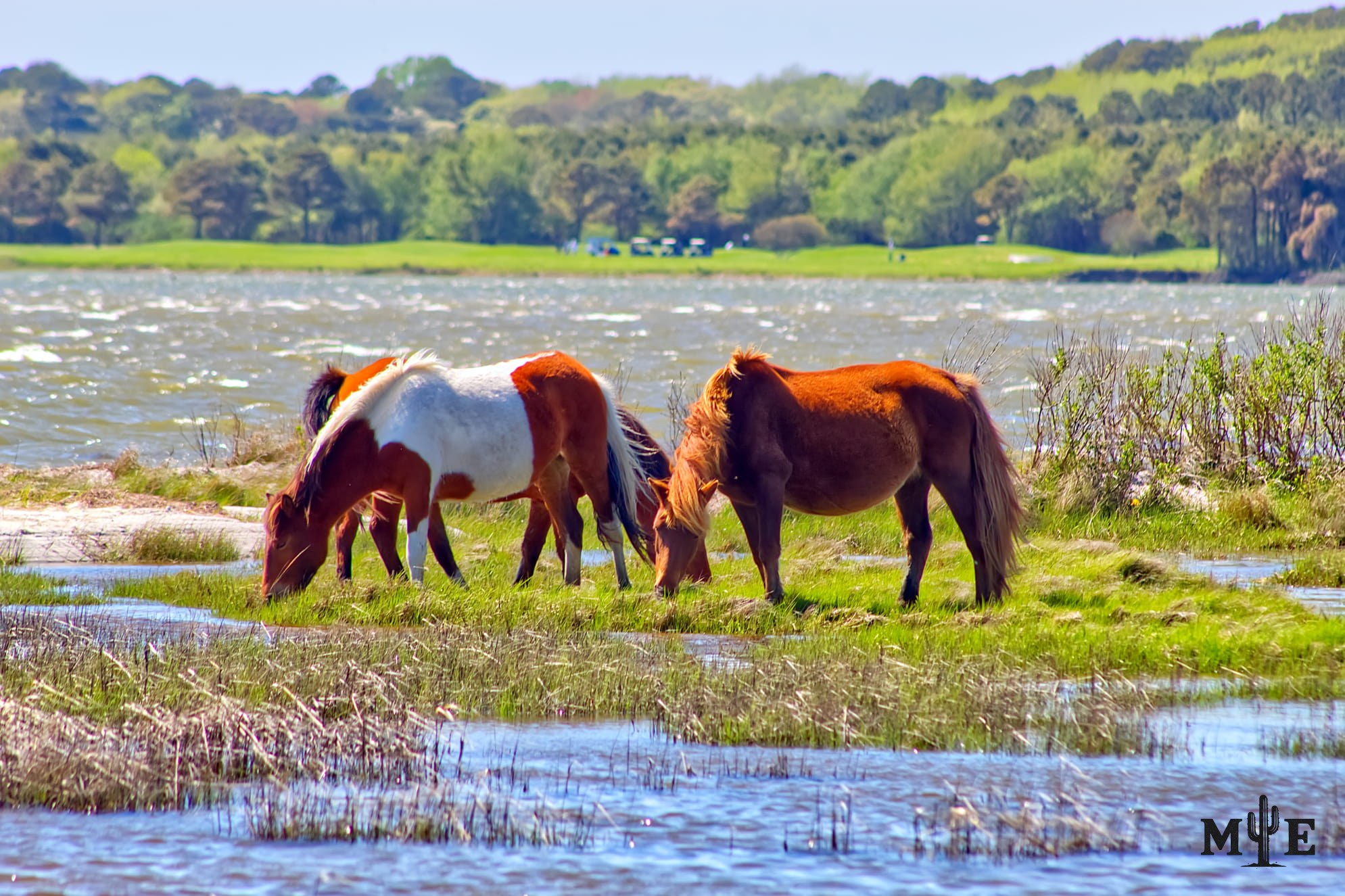 Gorgeous wild horses grazing in a lush swamp region on a beautiful sunny day.