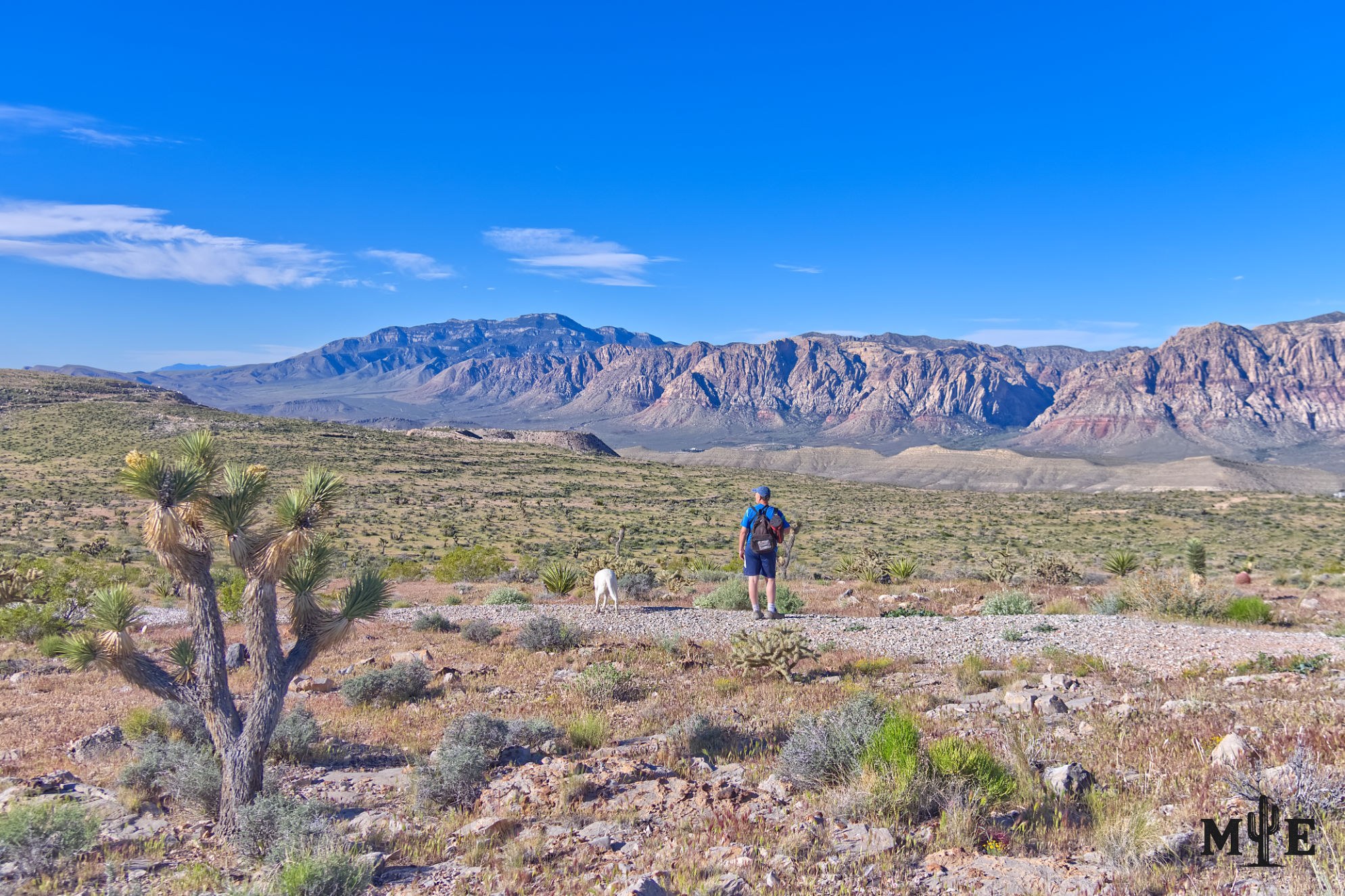 A hiker and dog stand on a Blue Diamond Hill plateau, looking across a broad desert basin beneath a clear blue sky.